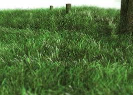 images_036